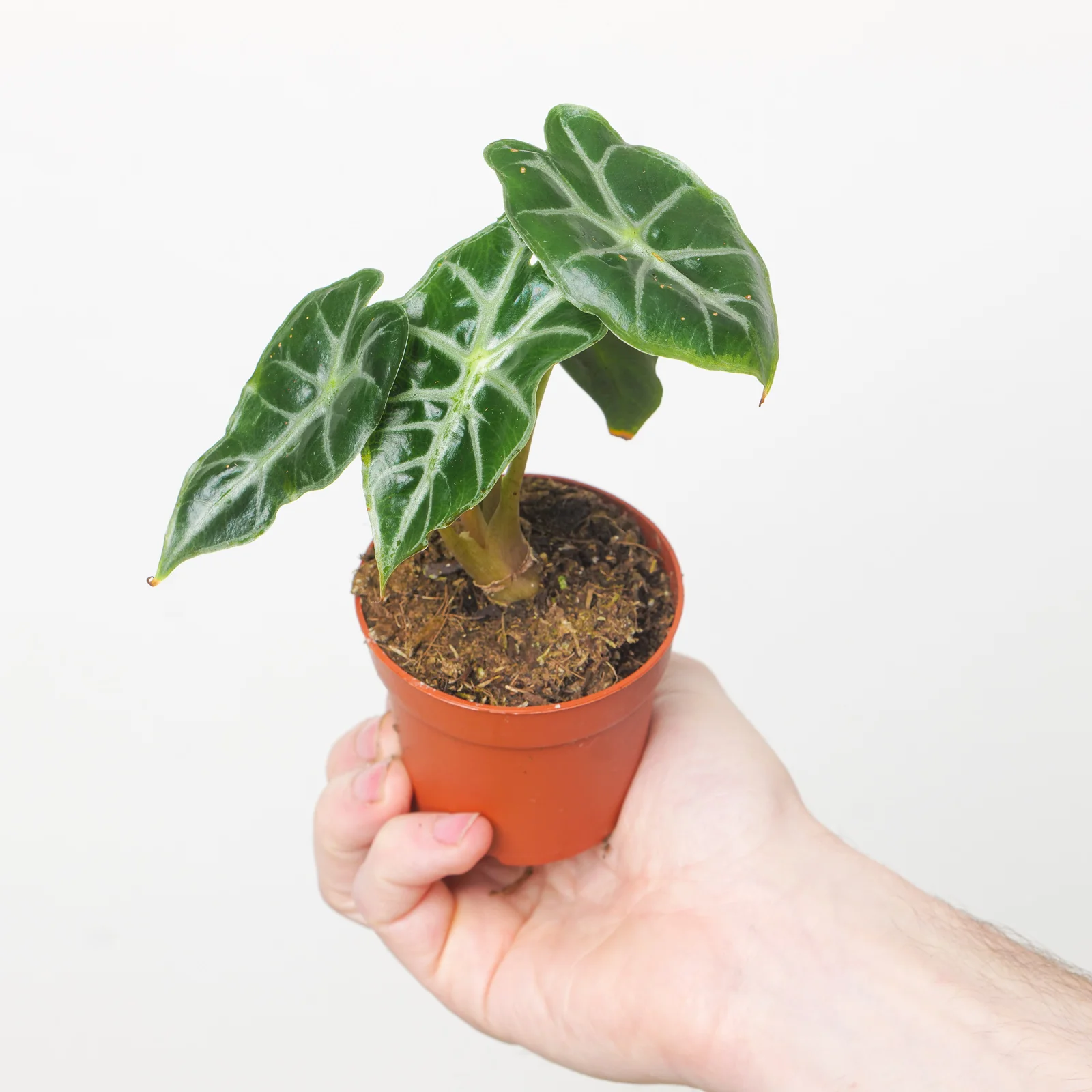 Houseplant Sale & Offers