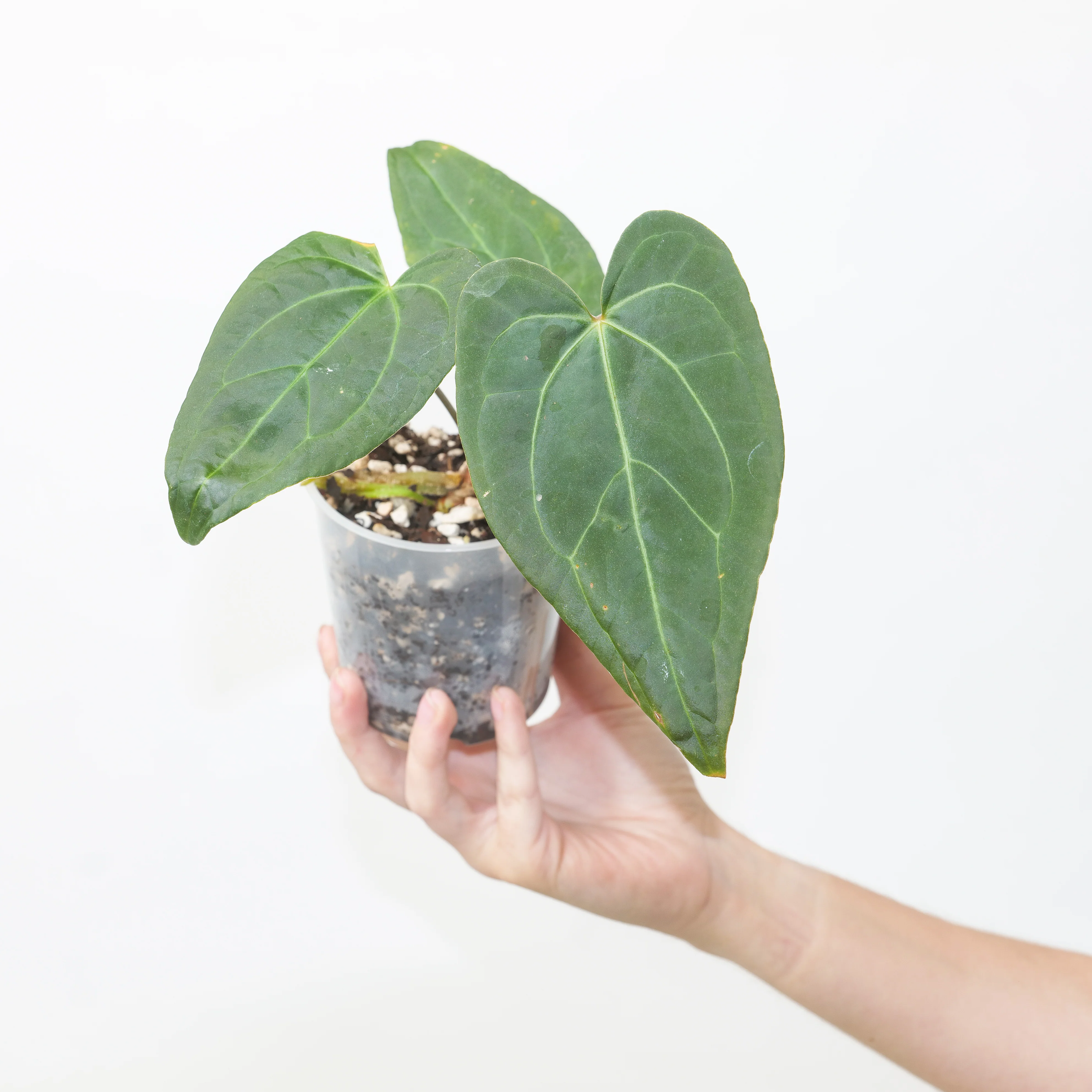 Live Sale Propagations