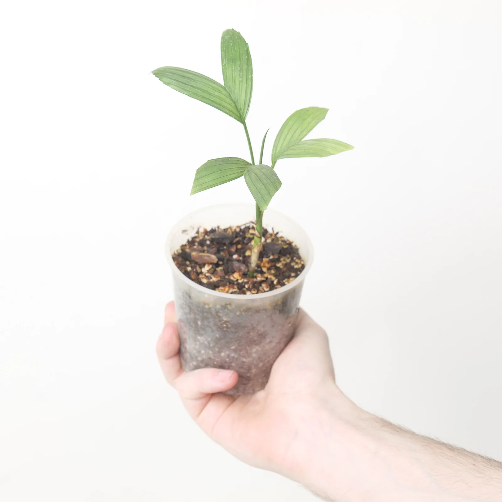 Best Selling Houseplants