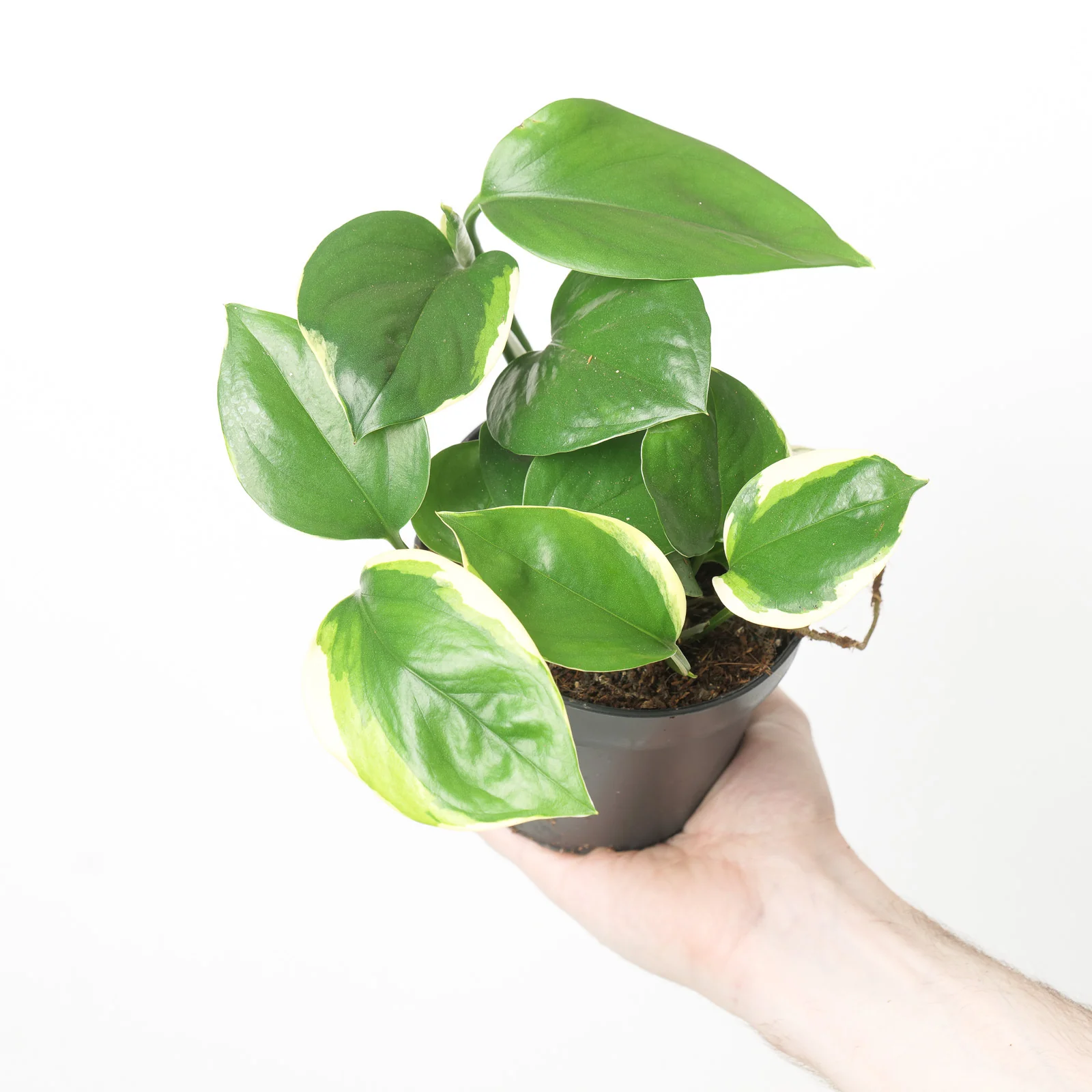 Black Friday & Cyber Monday Sale